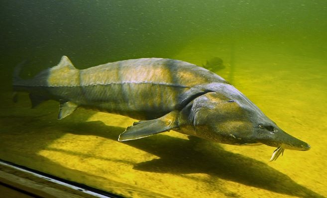 キャビアの親はサメなのか チョウザメは淡水魚なのです 記事一覧 Gohobee